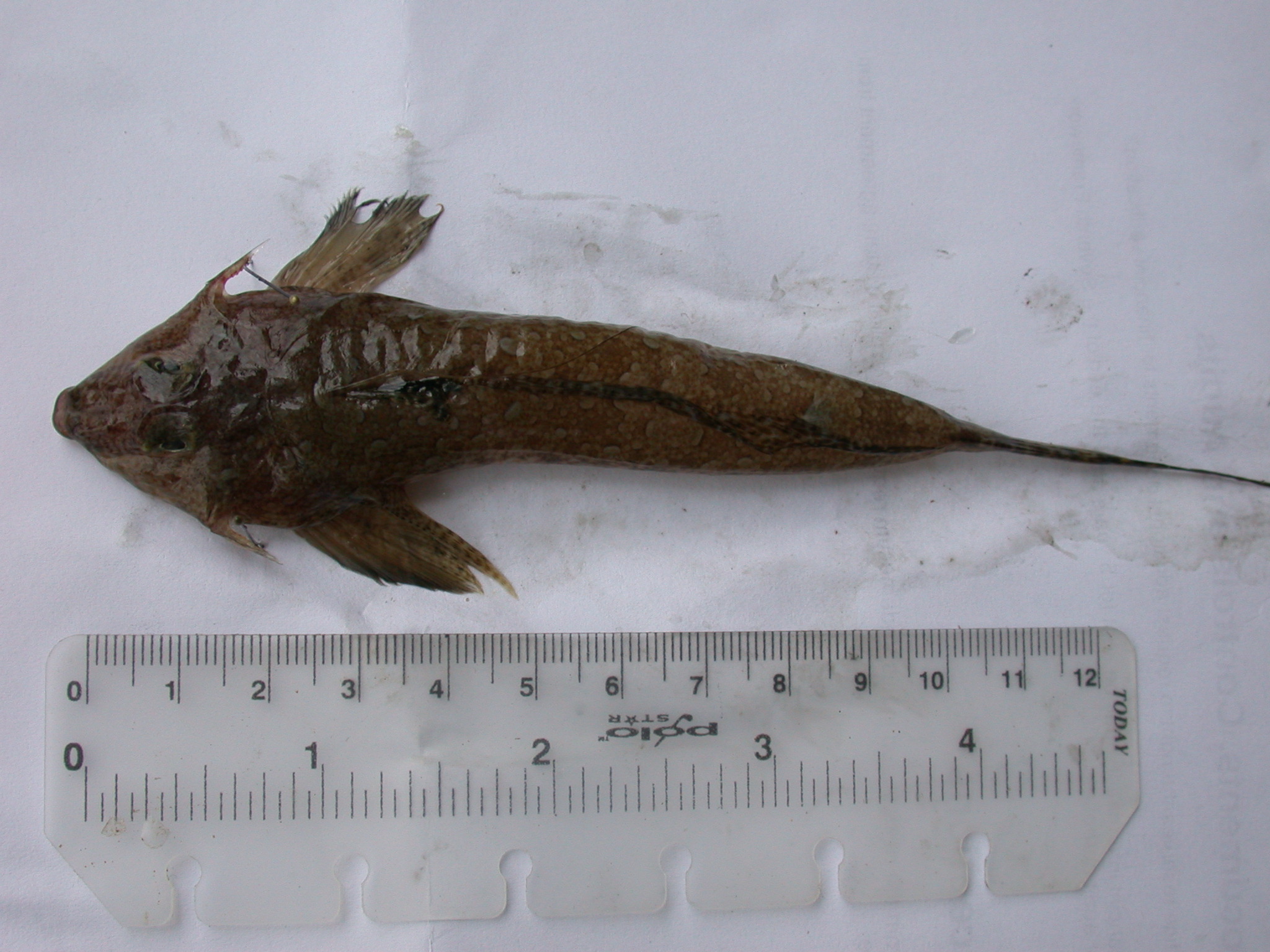 Species: Callionymus filamentosus